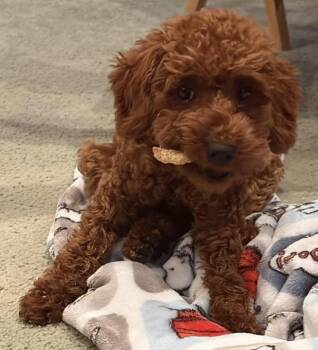 Muffin -  Goldendoodle Dog for Adoption in Painesville, Ohio - Muffin | PetCurious