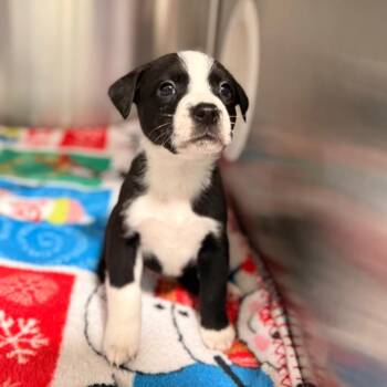 Corn Cob -  Mixed Breed Dog for Adoption in Riverwoods, Illinois - Corn Cob | PetCurious
