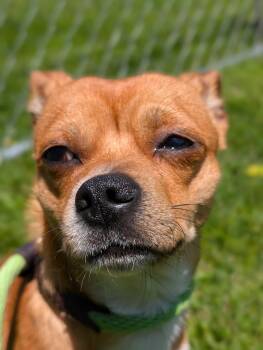 Rescue Chihuahua Dogs for Adoption in Lafayette, New Jersey - Carmelo | PetCurious