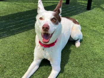 RHAPSODY -  Border Collie and Mixed Breed Dog for Adoption in Tustin, California - RHAPSODY | PetCurious