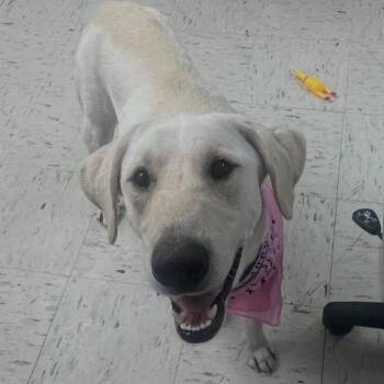 Sweetie -  Labrador Retriever Dog for Adoption in Harrodsburg, Kentucky - Sweetie | PetCurious