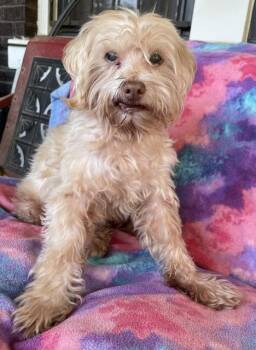 Colby -  Maltese Dog for Adoption in Memphis, Tennessee - Colby | PetCurious
