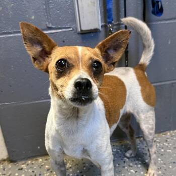 Stella -  Chihuahua and Terrier Dog for Adoption in Tuscaloosa, Alabama - Stella | PetCurious