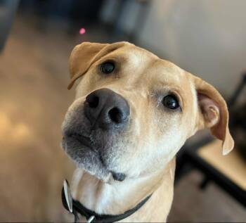 Rescue Labrador Retriever and Pit Bull Terrier Dogs for Adoption in Macon, Georgia - Scooby Fka Guacamole | PetCurious
