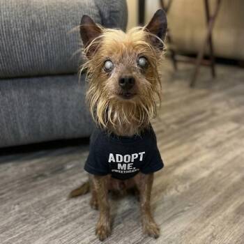 Freddy -  Yorkshire Terrier and Mixed Breed Dog for Adoption in Corpus Christi, Texas - Freddy | PetCurious