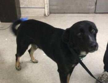 MICRO -  German Shepherd Dog Dog for Adoption in Riverside, California - MICRO | PetCurious