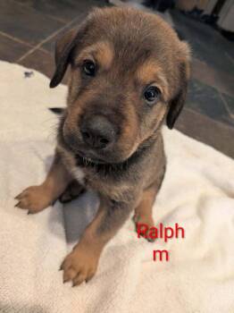 Ralph - Margot -  Labrador Retriever and Shepherd Dog for Adoption in Lakeland, Florida - Ralph - Margot | PetCurious