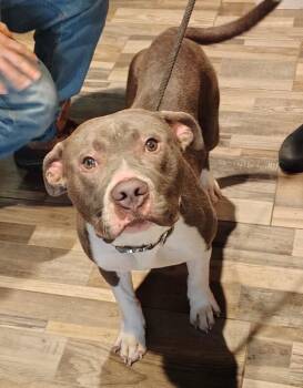 Mixed Breed Dogs Available for Adoption in Osseo, Michigan - Cena | PetCurious