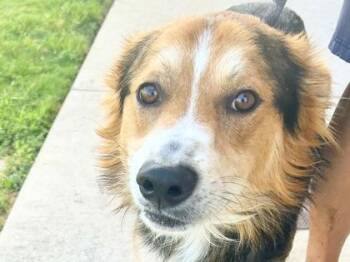 Aquaman -  Mixed Breed Dog for Adoption in Georgetown, Texas - Aquaman | PetCurious