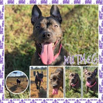 Nutmeg -  Pit Bull Terrier and Mixed Breed Dog for Adoption in Fort Smith, Arkansas - Nutmeg | PetCurious