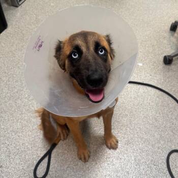 LaLa -  Mixed Breed Dog for Adoption in Englewood, Florida - LaLa | PetCurious