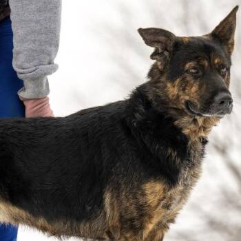 German Shepherd Dog Dogs Available for Adoption in New Ringgold, Pennsylvania - Harley May (26-065) | PetCurious