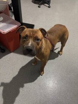 Rescue American Staffordshire Terrier and Mixed Breed Dogs for Adoption in West Chester, Pennsylvania - Leroy | PetCurious