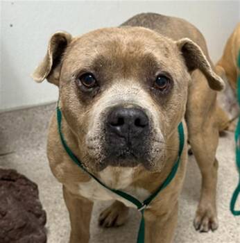 Pit Bull Terrier Dogs Available for Adoption - Baby -- URGENT! | PetCurious