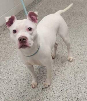 Pit Bull Terrier and Mixed Breed Dogs Available for Adoption in Kansas City, Missouri - Josette | PetCurious
