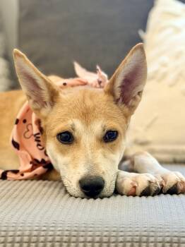 Holly those ears and eyes So BEAUTIFUL -  Carolina Dog Dog for Adoption in Mettawa, Illinois - Holly Those Ears And Eyes So BEAUTIFUL | PetCurious