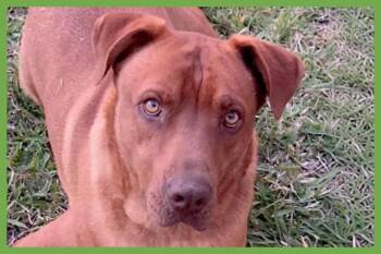 Stitch -  Pit Bull Terrier and Labrador Retriever Dog for Adoption in Amherst, Massachusetts - Stitch | PetCurious