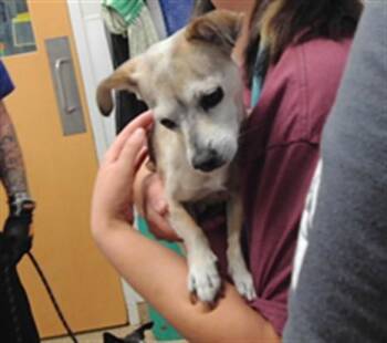 CHIQUITA -  Chihuahua Dog for Adoption in Albuquerque, New Mexico - CHIQUITA | PetCurious