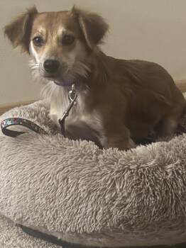 Dachshund Dogs Available for Adoption in Grand Rapids, Michigan - Fancy | PetCurious