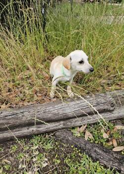 Dachshund and Chihuahua Dogs Available for Adoption in Covington, Washington - Minnie | PetCurious