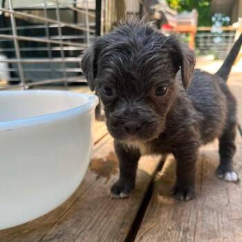 Starling -  Schnoodle and Pit Bull Terrier Dog for Adoption in Grand Rapids, Michigan - Starling | PetCurious