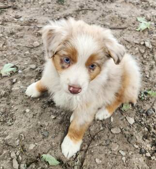 Storm -  Australian Shepherd Dog for Adoption in Liberty Center, Ohio - Storm | PetCurious