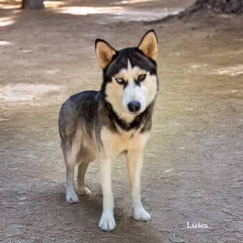 Rescue Siberian Husky Dogs for Adoption in Hot Springs Village, Arkansas - Luka | PetCurious