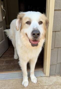 Argus  -  Great Pyrenees Dog for Adoption in Tulsa, Oklahoma - Argus  | PetCurious