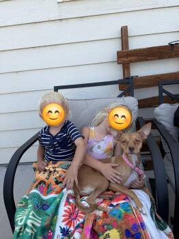 Coco -  Chihuahua Dog for Adoption in Carr, Colorado - Coco | PetCurious