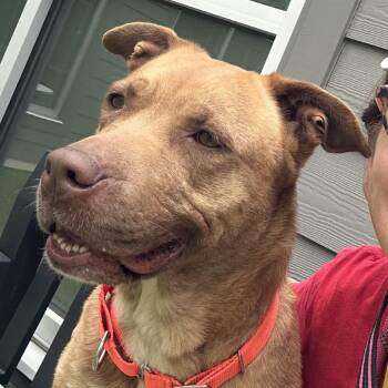 Mixed Breed Dogs Available for Adoption in Greensboro, North Carolina - Mama Woods | PetCurious