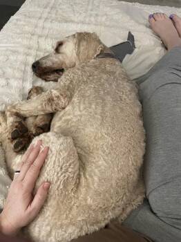 Labradoodle Dogs Available for Adoption in Jackson, Mississippi - Cofi | PetCurious