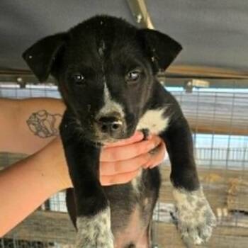 765 (2026) Austin -  Australian Cattle Dog Blue Heeler and Mixed Breed Dog for Adoption in Parker, Colorado - 765 (2026) Austin | PetCurious