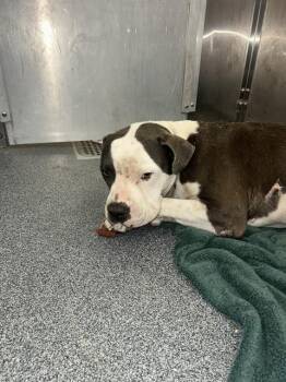 BRUCE -  Mixed Breed Dog for Adoption in Dallas, Texas - BRUCE | PetCurious