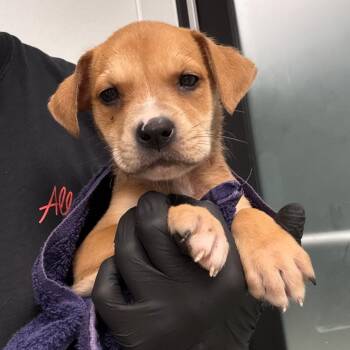 Jetty -  Mixed Breed Dog for Adoption in Portland, Oregon - Jetty | PetCurious