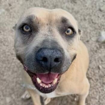 Dorothy -  Mixed Breed Dog for Adoption in Wilsall, Montana - Dorothy | PetCurious