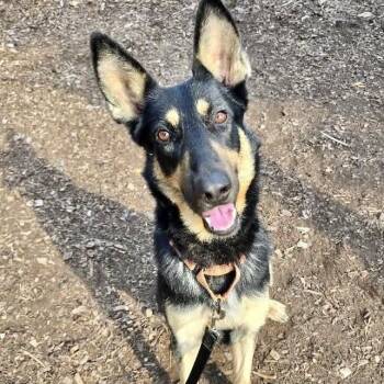 Rescue German Shepherd Dog Dogs for Adoption in Briarcliff Manor, New York - Niko | PetCurious