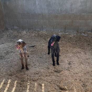 Rescue German Wirehaired Pointer Dogs for Adoption in Santa Rosa, California - Daisy (Lancaster, California) | PetCurious