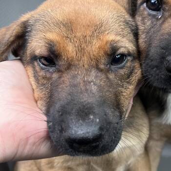 Jolene -  German Shepherd Dog and Mixed Breed Dog for Adoption in Richmond Hill, Georgia - Jolene | PetCurious