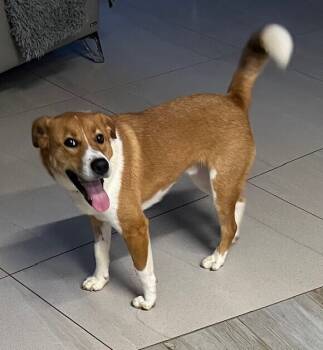 Rescue Beagle Dogs for Adoption in Washington, District Of Columbia - Trevor | PetCurious