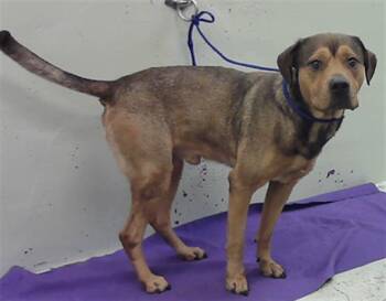 German Shepherd Dog and Mixed Breed Dogs Available for Adoption in Houston, Texas - OSO | PetCurious