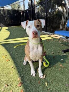 Pit Bull Terrier and Mixed Breed Dogs Available for Adoption in Roseville, California - Mia | PetCurious