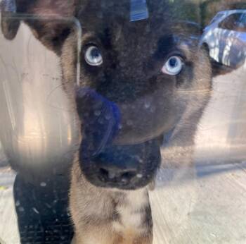 Rescue Husky and Mixed Breed Dogs for Adoption in Dallas, Texas - GHOST | PetCurious