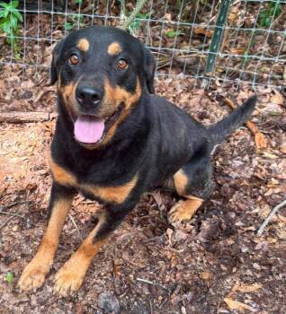 Ruthie -  Rottweiler Dog for Adoption in Deering, New Hampshire - Ruthie | PetCurious
