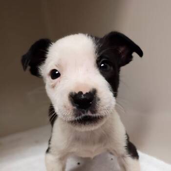 Terrier Dogs Available for Adoption - Tofu | PetCurious