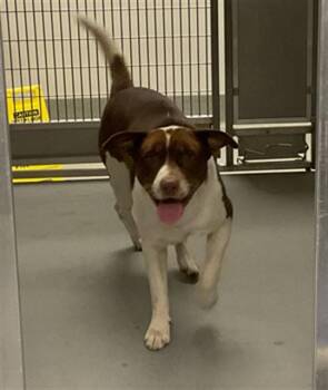 TIMON -  Labrador Retriever and Mixed Breed Dog for Adoption in Ontario, California - TIMON | PetCurious