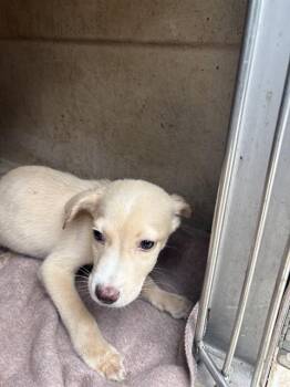 Pit Bull Terrier and Mixed Breed Dogs Available for Adoption in Oklahoma City, Oklahoma - A475308 | PetCurious