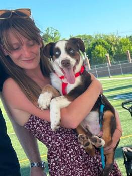Clyde -  Border Collie and Australian Terrier Dog for Adoption in Muskegon, Michigan - Clyde | PetCurious