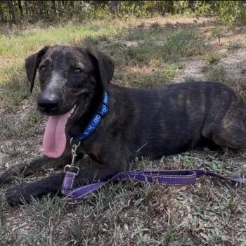 Jezebel -  German Shepherd Dog Dog for Adoption in Queen City, Texas - Jezebel | PetCurious