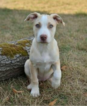 Rescue Catahoula Leopard Dog and American Bulldog Dogs for Adoption in Batesville, Arkansas - Cooper | PetCurious