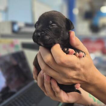 McNugget -  Labrador Retriever Dog for Adoption in Wahiawa, Hawaii - McNugget | PetCurious